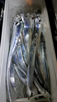 タチウオの釣果