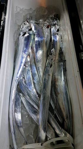 タチウオの釣果