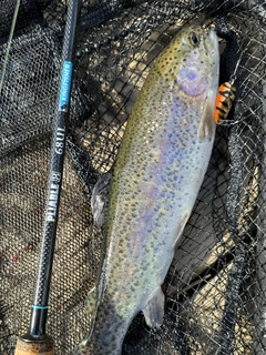 ニジマスの釣果