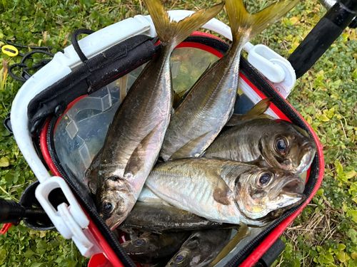 マアジの釣果