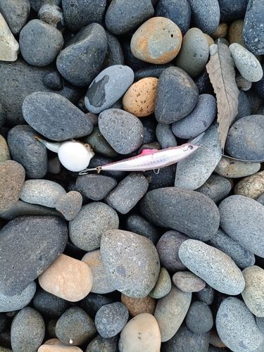 クサフグの釣果