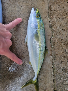 コゾクラの釣果