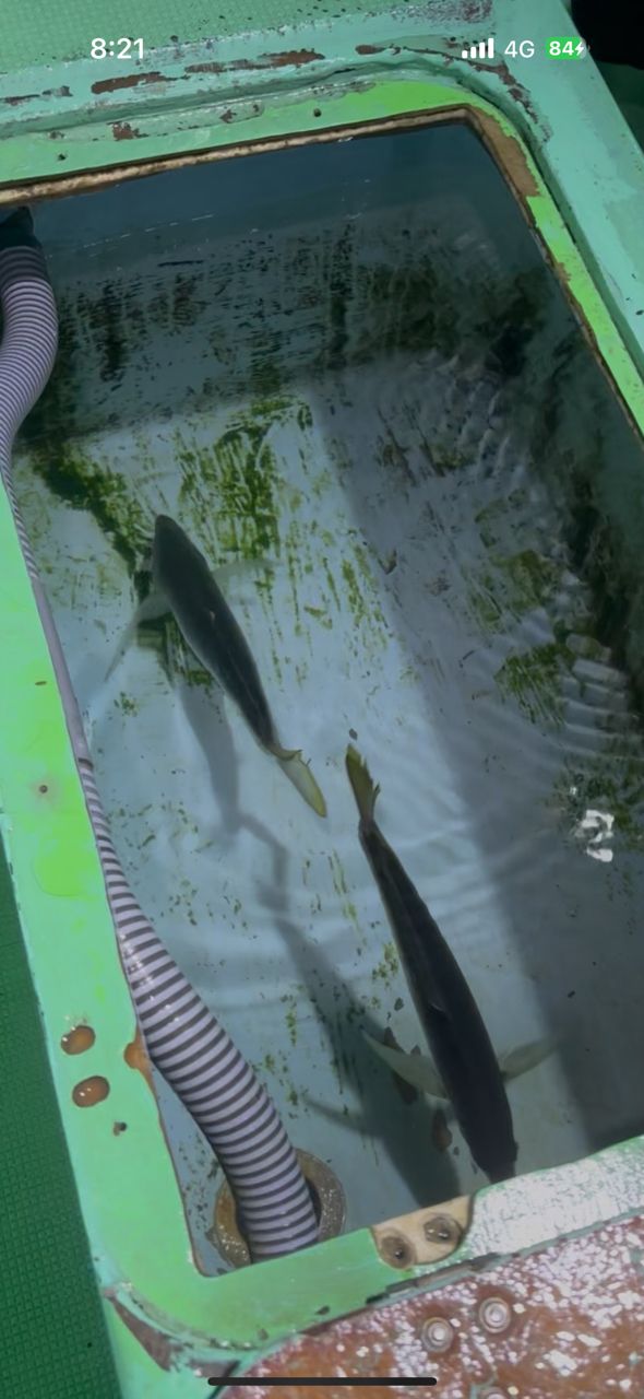 どかじゃさんの釣果 1枚目の画像