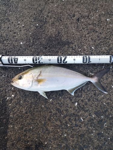 平川ヨットハーバー