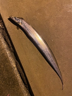 タチウオの釣果