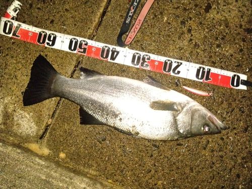 ヒラスズキの釣果