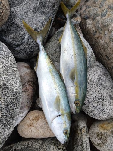 ツバイソの釣果