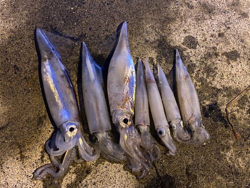 イカの釣果