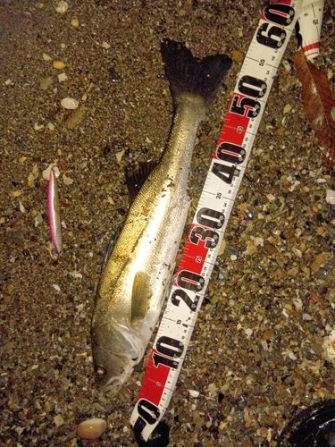 マダカ（マルスズキ）の釣果