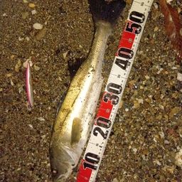 マダカ（マルスズキ）