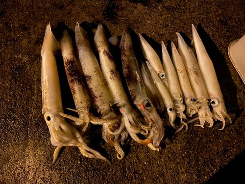 イカの釣果