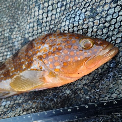 キジハタの釣果