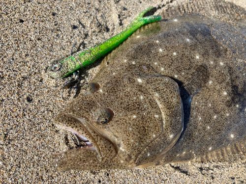 ヒラメの釣果