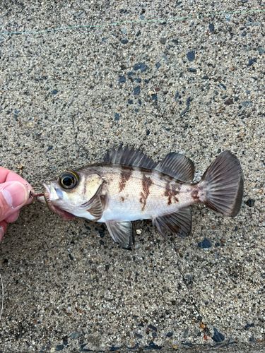 メバルの釣果