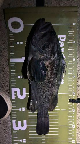 クロソイの釣果