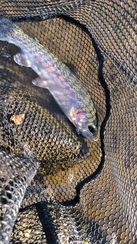 グリーンパーク不忘