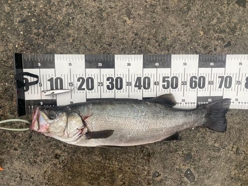 ヒラスズキの釣果