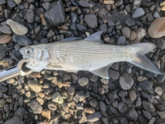 ツバメコノシロの釣果