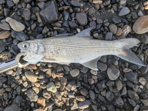 大浜海岸（静岡）