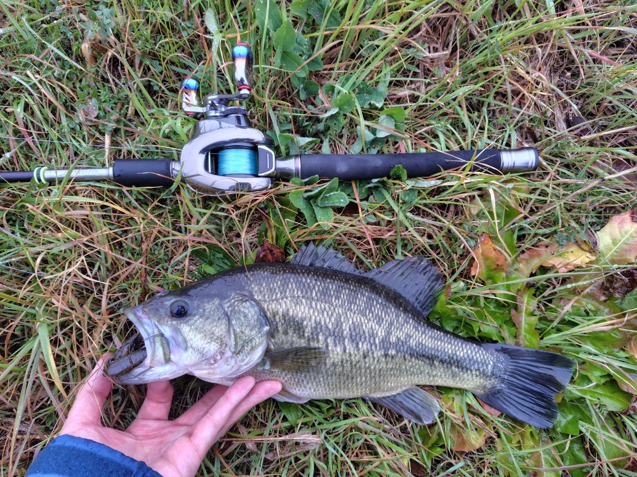 ラージマウスバス