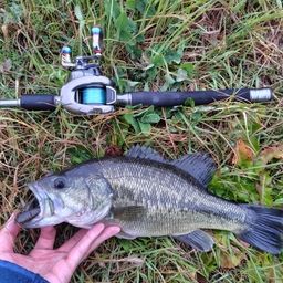 ラージマウスバス