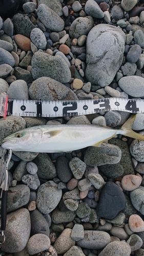 フクラギの釣果