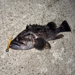 クロソイの釣果