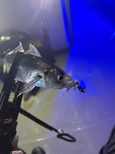 関門海峡 （福岡）