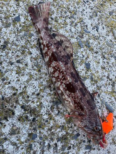 アイナメの釣果