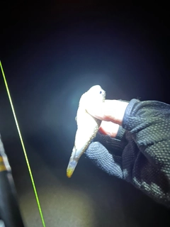 シマフグの釣果