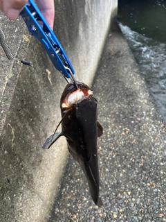 ナマズの釣果