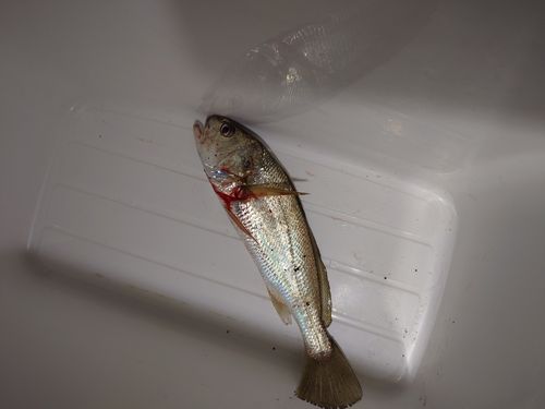 イシモチの釣果