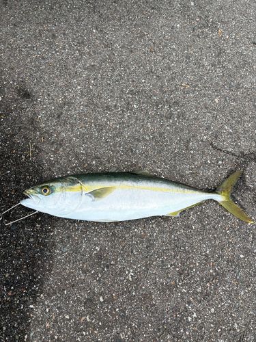 コズクラの釣果