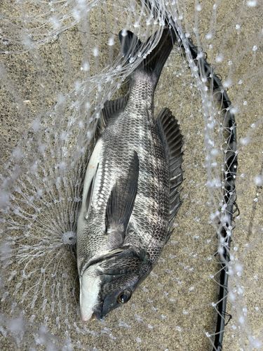 クロダイの釣果
