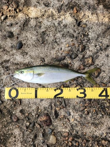 コズクラの釣果