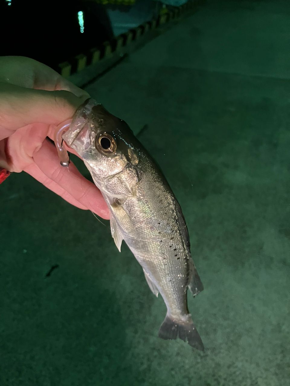 セイゴ（マルスズキ）