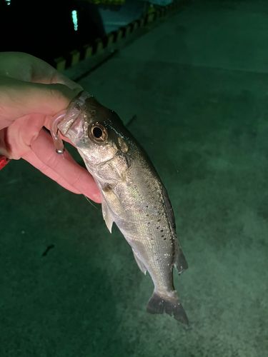 セイゴ（マルスズキ）の釣果