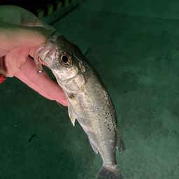 セイゴ（マルスズキ）