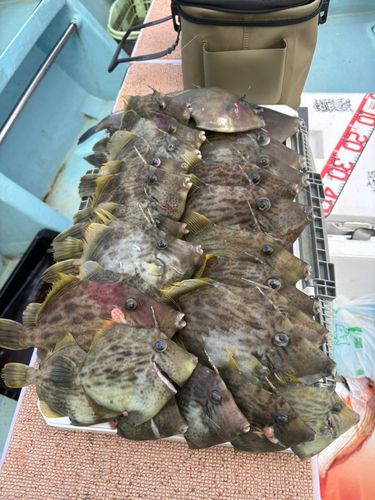 カワハギの釣果