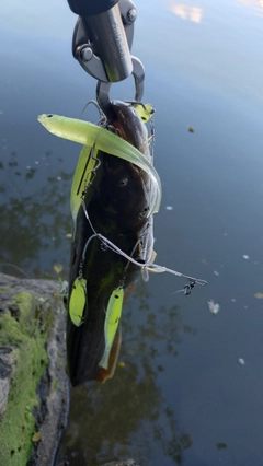 ナマズの釣果