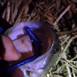 ラージマウスバス