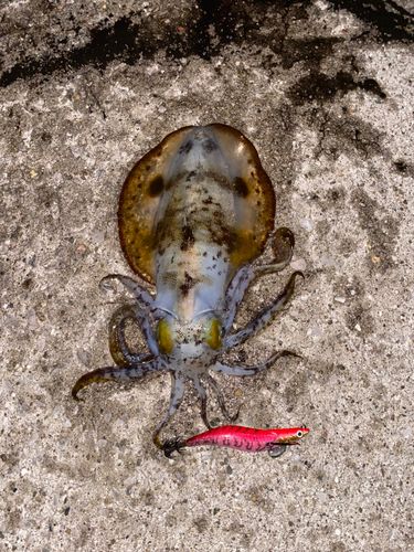 アオリイカの釣果