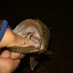 ラージマウスバス