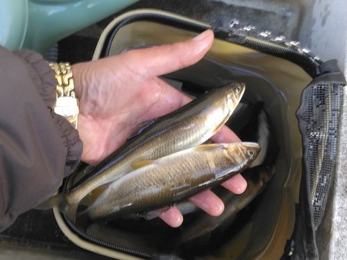 アユの釣果