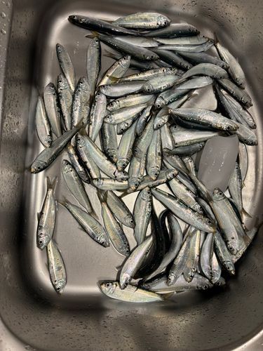 マイワシの釣果