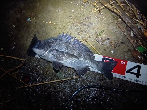 クロダイの釣果