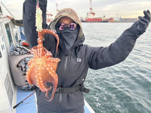 マダコの釣果