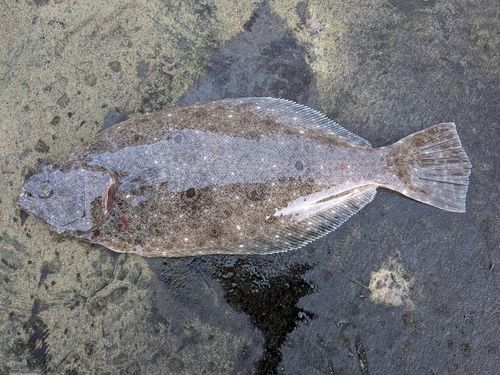 ヒラメの釣果
