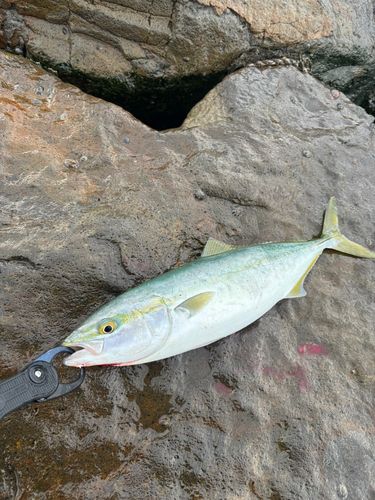 フクラギの釣果