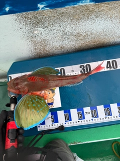 ホウボウの釣果